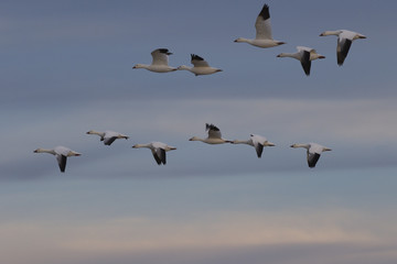 Fototapeta premium Beautiful white snow geese soar across sunset sky