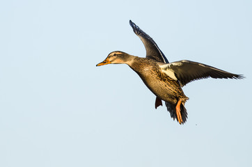 Obraz premium Mallard Duck Flying in a Blue Sky