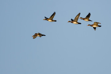 Flock of Wood Ducks Flying in a Blue Sky