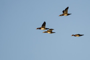 Flock of Wood Ducks Flying in a Blue Sky