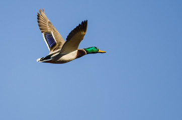 Obraz premium Mallard Duck Flying in a Blue Sky