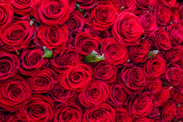 Natural red roses background
