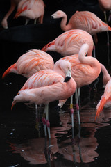 Pink Flamingoes