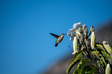 colibrí  © christian