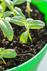 Seedlings in the spring on the pot, Arugula  young plant raised from seed