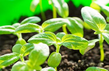 Seedlings in the spring on the pot, Arugula  young plant raised from seed