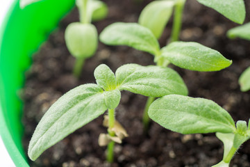 Seedlings in the spring on the pot, Arugula  young plant raised from seed