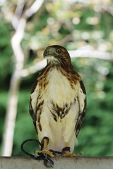 rapaces