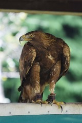 rapaces