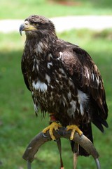 rapaces