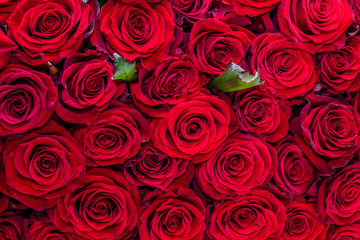 Natural red roses background