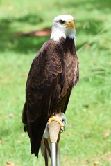 rapaces