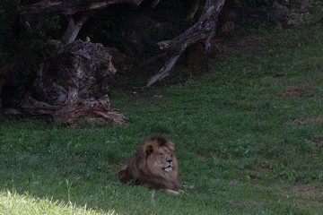 Naklejka premium mono