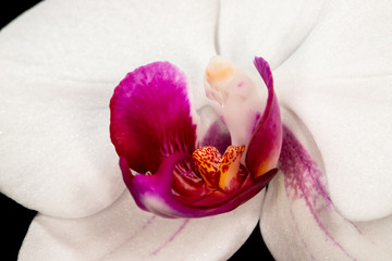 Obraz na płótnie Canvas orchid heart