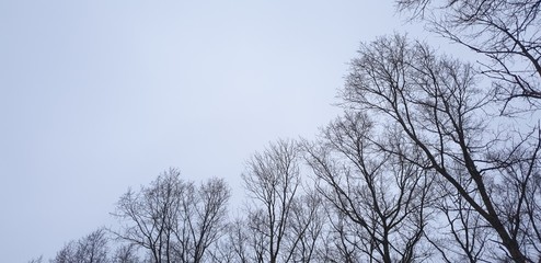 Branches without leaves. Trees in winter. Bare branches.