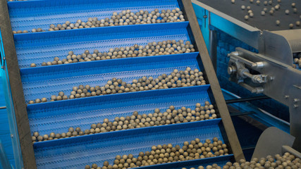 Raw Nuts being processed and roasted by a machine