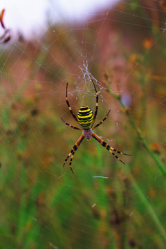 Argiope bruennichi spider waiting for prey. Spider in the web