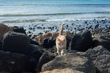 Red cat among the stones on the beach.