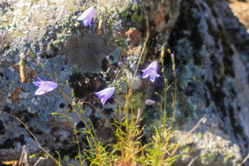 The bells on the background of rocks