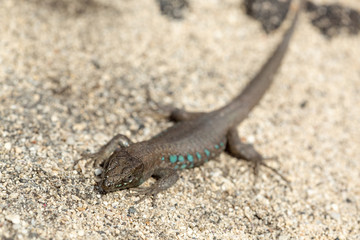 Canary small lizard basks in the sun.