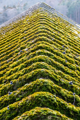 Moos auf dem Dach einer Hütte