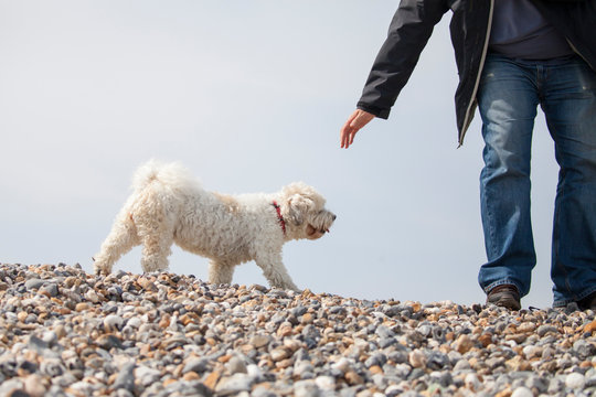 Adorable dog which is a mix between shih tzu and bichon frise on the beach