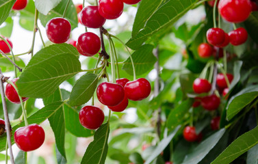ripe cherry berry on a tree branch
