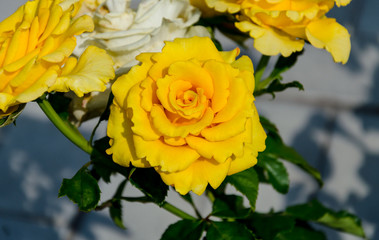 fragrant yellow rose flower with green leaves