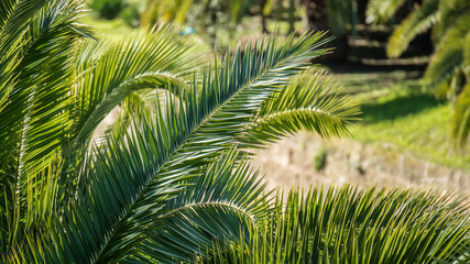 Palmen in Palma de Mallorca