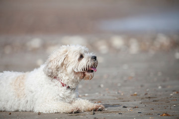 Adorable dog which is a mix between shih tzu and bichon frise