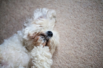 Adorable dog which is a mix between shih tzu and bichon frise