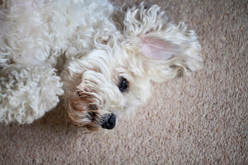 Adorable dog which is a mix between shih tzu and bichon frise