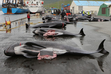 Killed black dolphins on the wet pavement of the pier,Runavik,Faroe Islands - obrazy, fototapety, plakaty