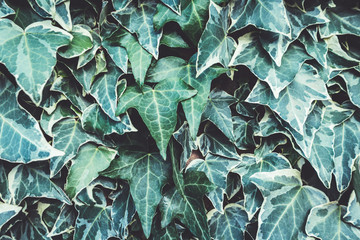 Green ivy on a wall background. Natural texture.