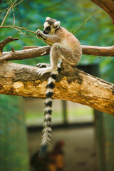 One cute lemur with a ringed tail sits on a tree and eats little leaves. Beijing, China. 