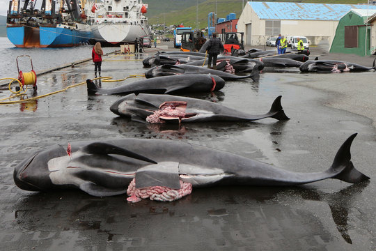 Killed black dolphins on the wet pavement of the pier,Runavik,Faroe Islands