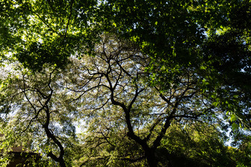 Looking up at tree branches and leaves.