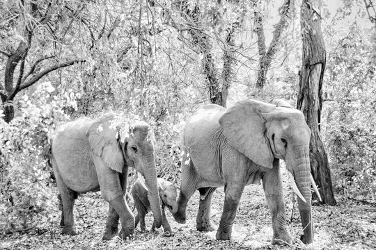 Black and white picture of 2 adults African elephants with baby in the middle, in forested area  in Selous game reserve, Tanzania, Africa.