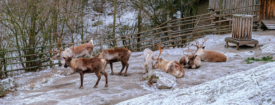 Reindeer (Rangifer tarandus) stag on white snow during a cold winter day in Skansen open-air museum, Stockholm, Sweden.