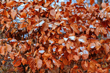 Snow covered leaves winter background.