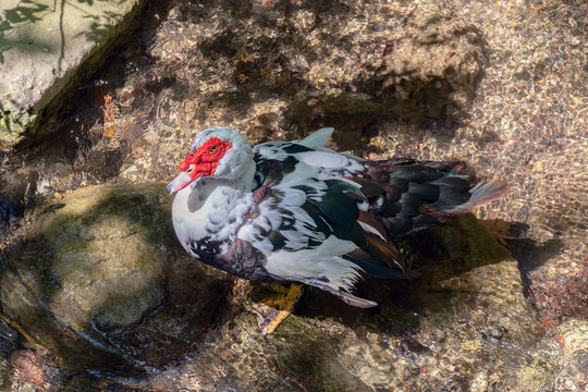 Muscovy duck (Cairina moschata)