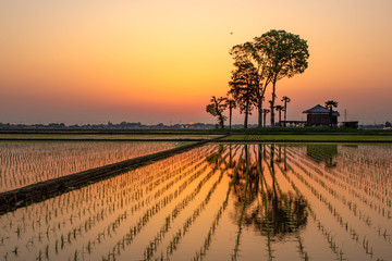 Rice field at sunset with a house and some trees in the background near Tokyo in Japan.