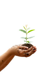 Children`s hands holding young plant isolated on white background. Ecology concept