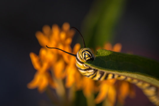 monarch caterpillar 