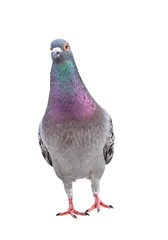 full body of front view homing pigeon bird standing isolated white background
