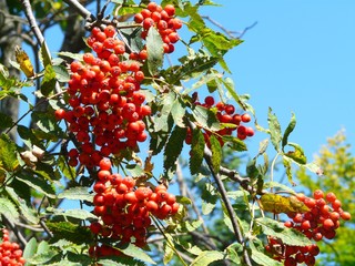 JARZĄB POSPOLITY  JARZĘBINA