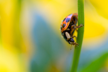 ladybug on a leaf