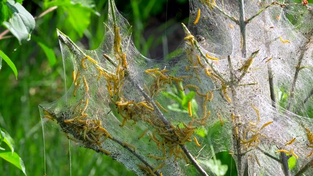 Spindle ermine (Yponomeuta cagnagella) caterpillars larvae