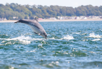 Playful wild bottlenose dolphin tursiops truncatus
