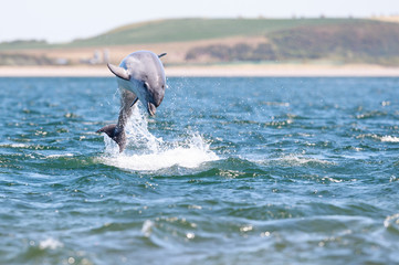 Playful wild bottlenose dolphin tursiops truncatus
